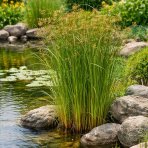 Šáchor dlhý (Cyperus longus) - výška 10-20 cm, kont. P9